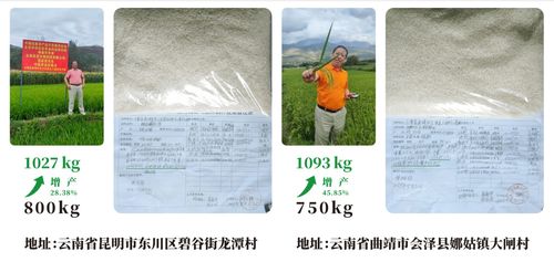 为后代筑起健康屏障,中医农业助力食品安全新纪元